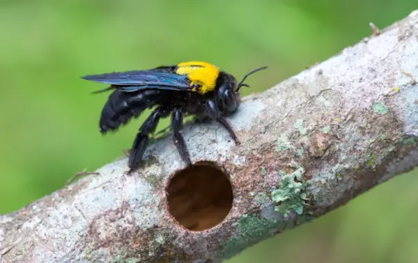 Yellow and Black Stripe Bug