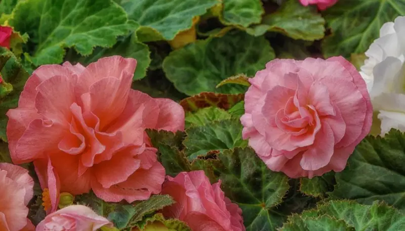 Begonia Varieties