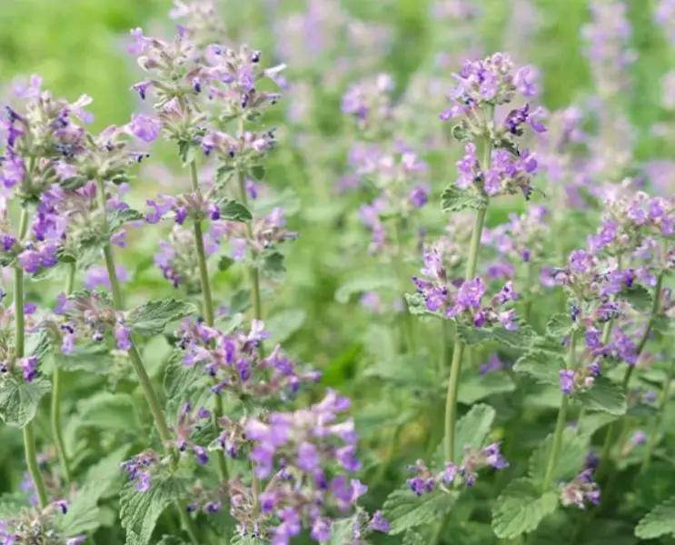 Types of Wildflowers