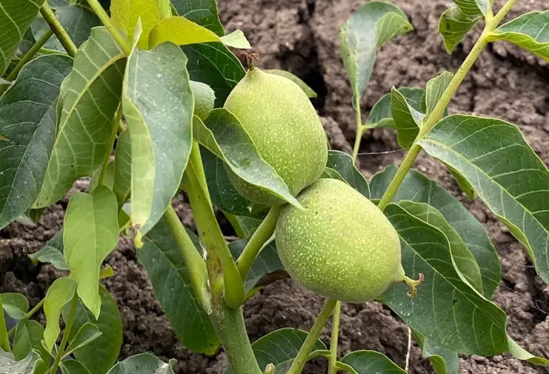19 Types of Walnut Trees (Pictures and Leaves Identification)