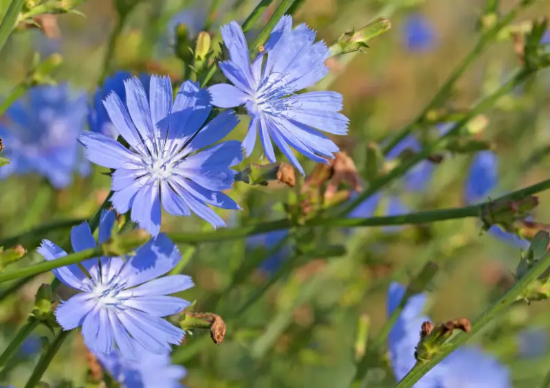 Baby Blue Flowers