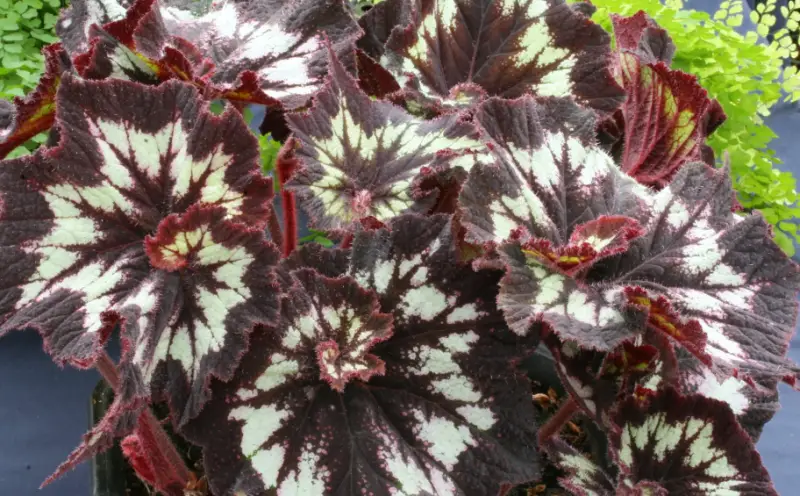 Begonia Varieties