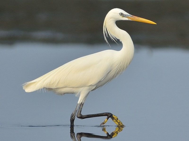 Types of Herons