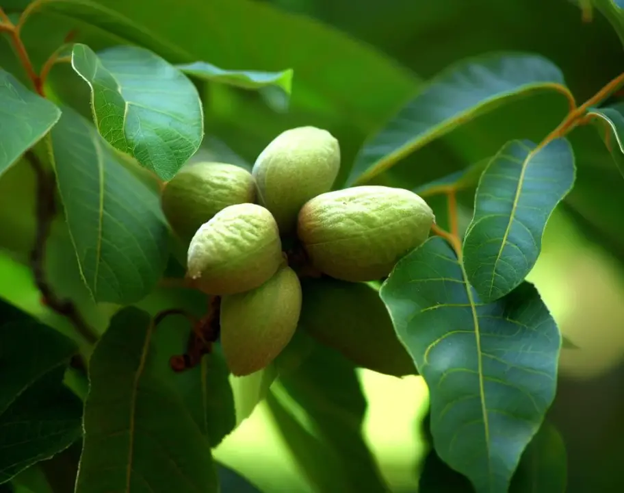 Types of Hickory Trees