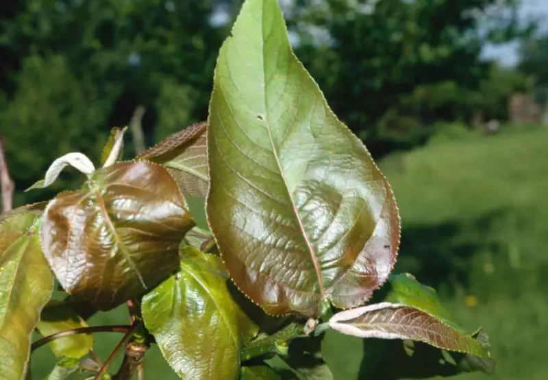 Poplar Tree leaves