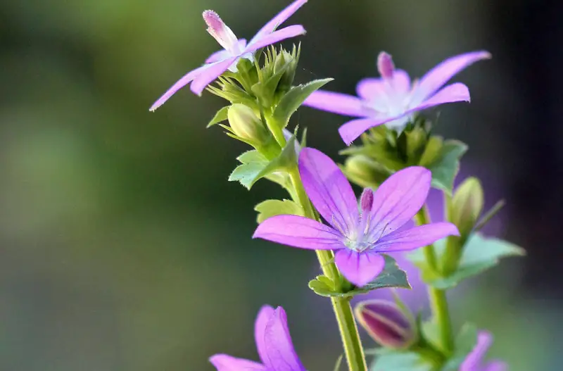 Types of Wildflowers