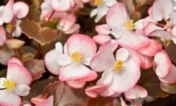 50 Types of Begonias (Begonia Varieties with Pictures)