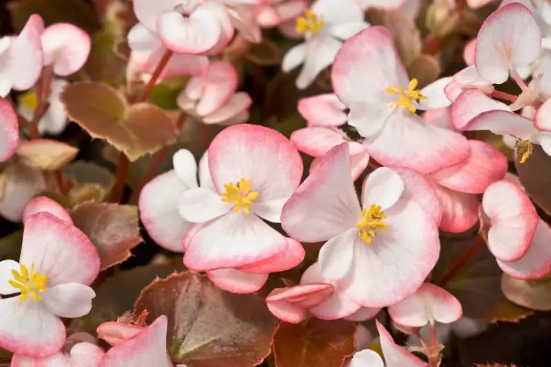 Types of Begonias