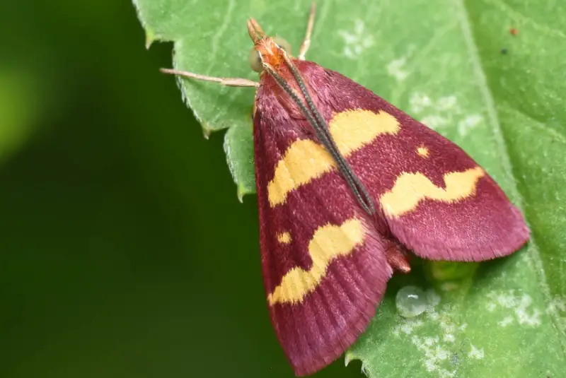 Moths in Florida