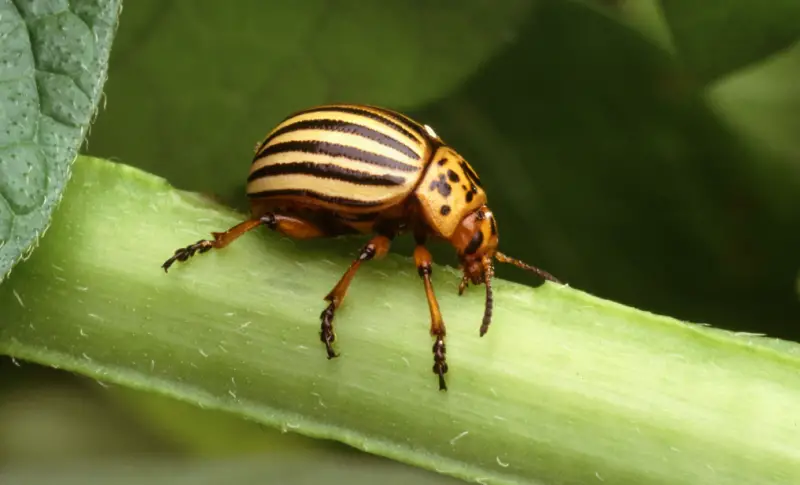 Yellow and Black Stripe Bug