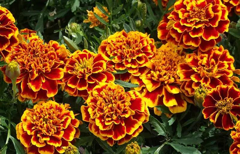 Types of Marigolds