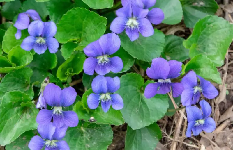 Types of Wildflowers