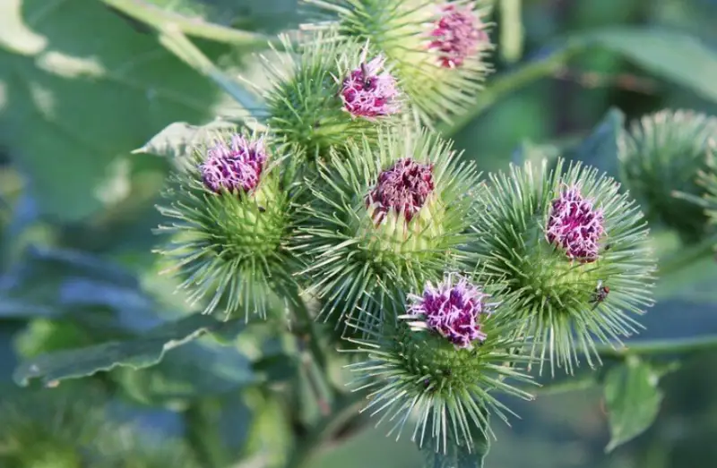 Types of Wildflowers