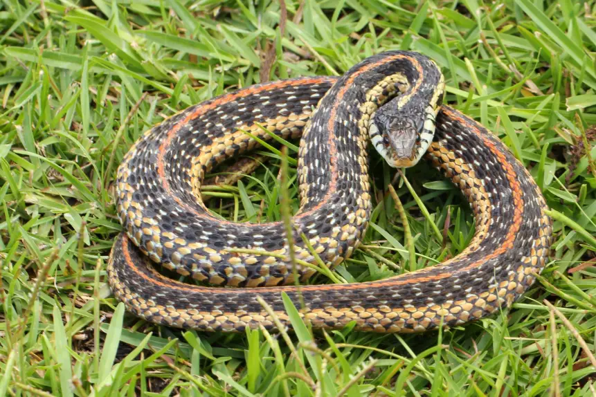 55 Oklahoma Snakes (Snakes in Oklahoma, Pictures, Identification)