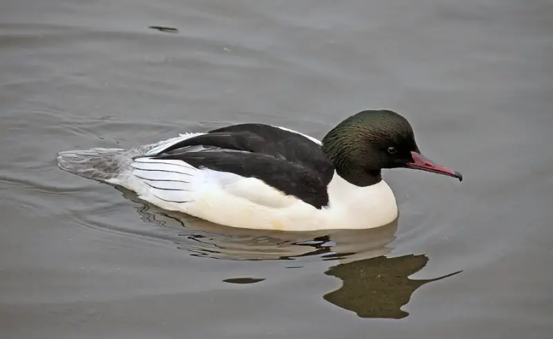 Ducks of Michigan