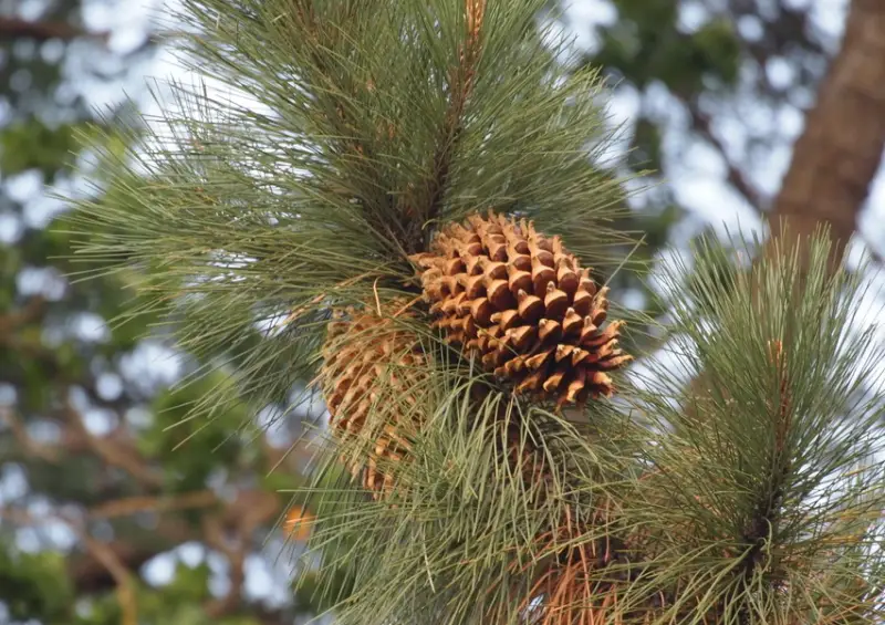 Types of Pine Cones