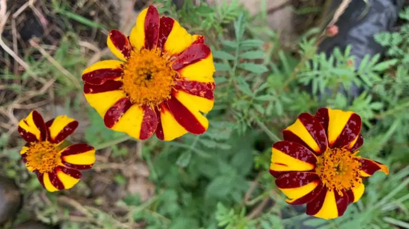 Types of Marigolds