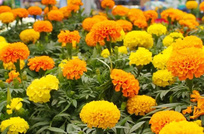 Types of Marigolds