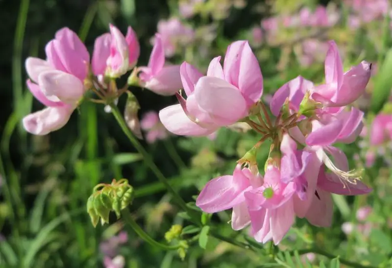 Types of Wildflowers