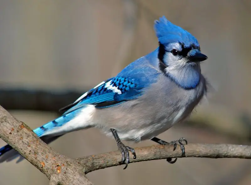 Birds in Georgia