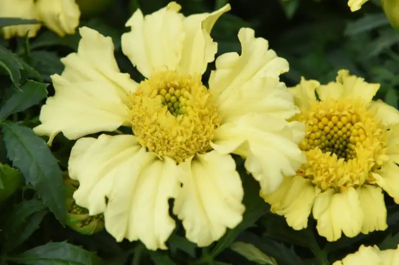 Types of Marigolds