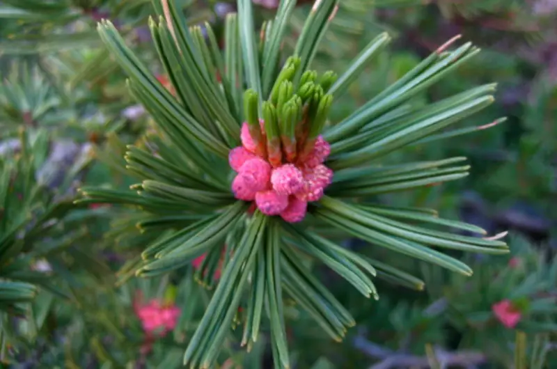 Types of Pine Cones