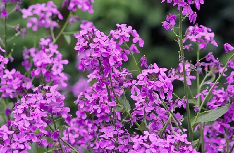 Types of Wildflowers