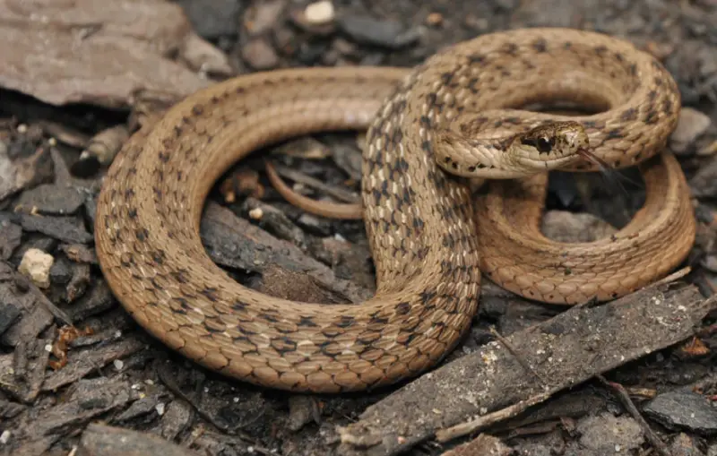 Snakes in Oklahoma 