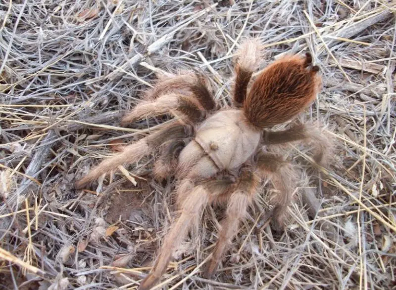 Desert Blonde Tarantula