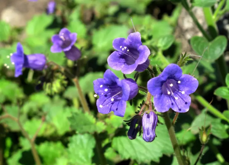 Baby Blue Flowers