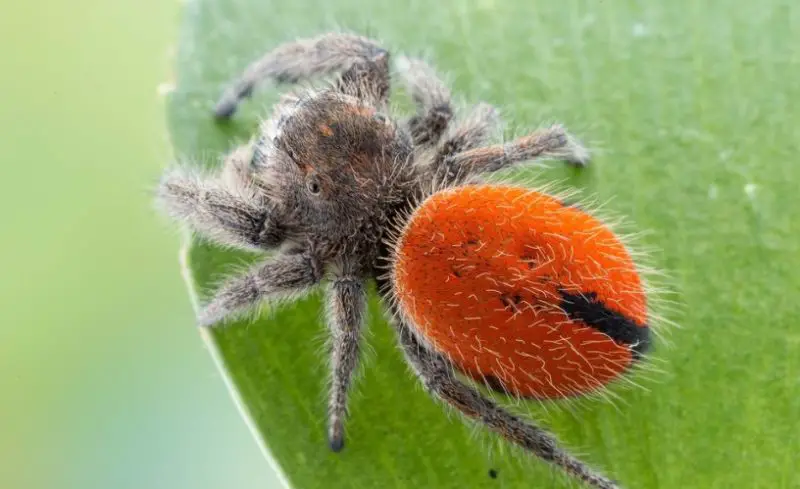 Arizona Spiders