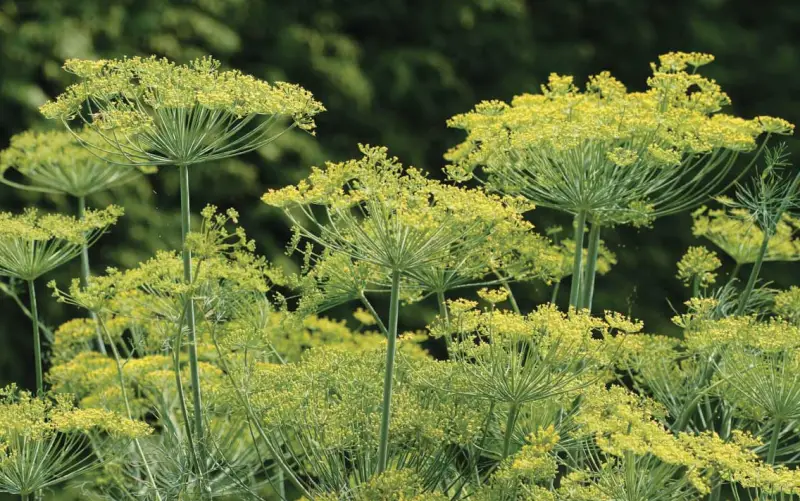 Zucchini Companion Plants