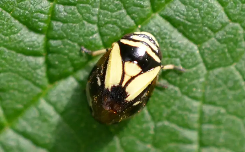 Yellow and Black Stripe Bug