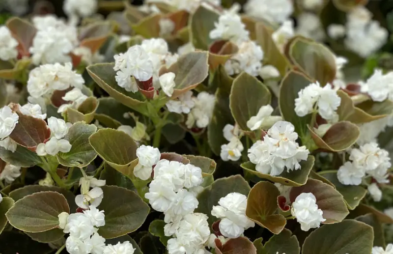 Types of Begonias