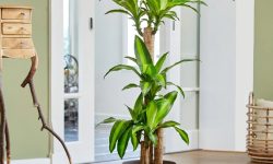 Dracaena Corn Plant Care and Growing Guide (Most Detailed)