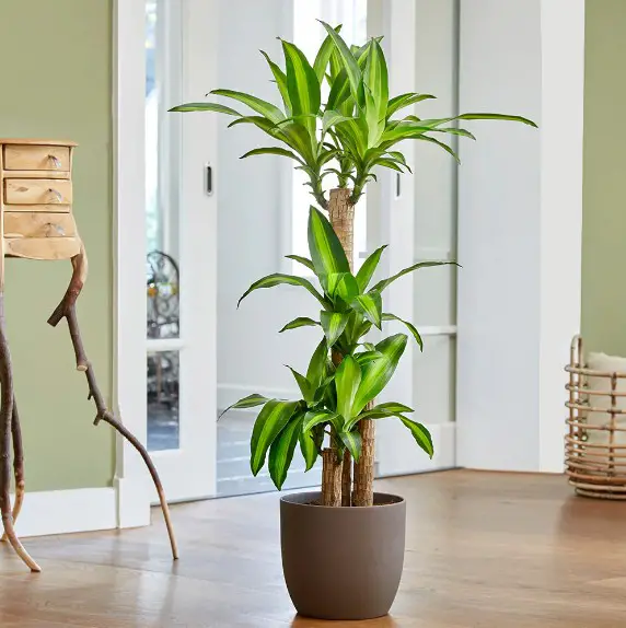 Dracaena Corn Plant Care