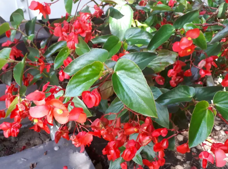 Begonia Varieties