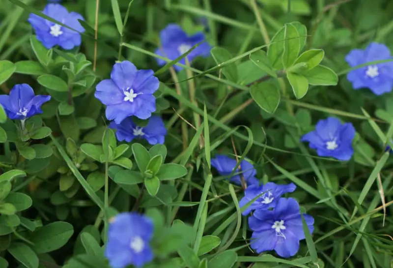 Baby Blue Flowers