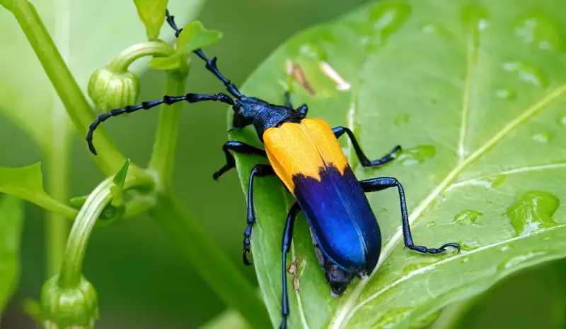 Yellow and Black Stripe Bug