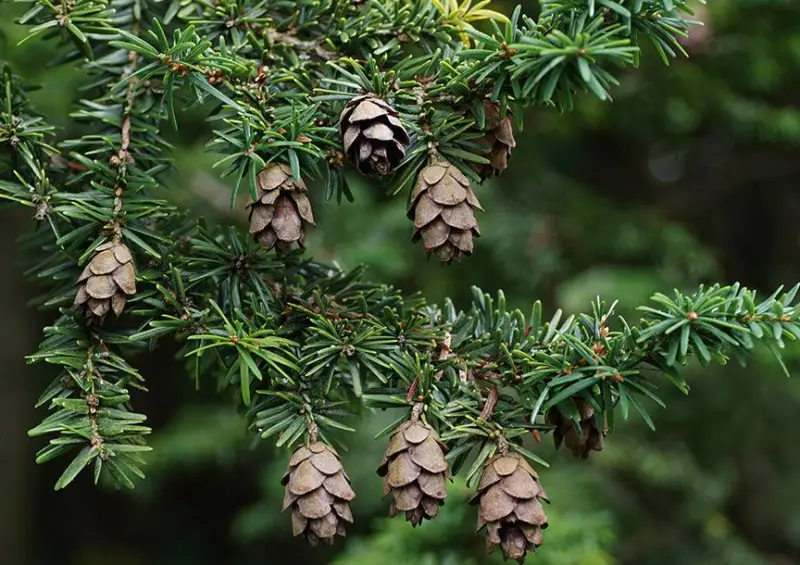 Types of Pine Cones