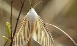 60 Florida Moths (Moths in Florida with Pictures, Identification)