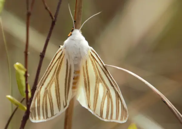 Florida Moths