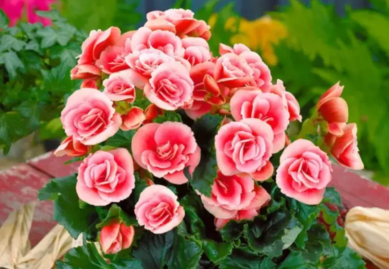 Begonia Varieties