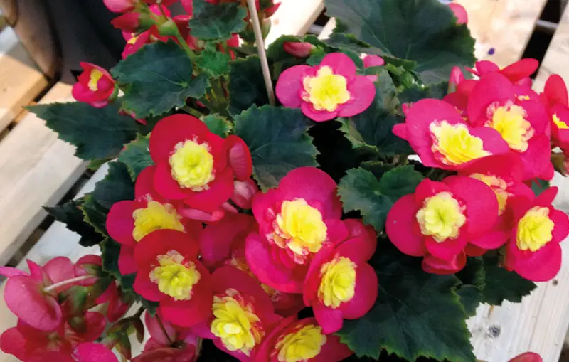 Begonia Varieties