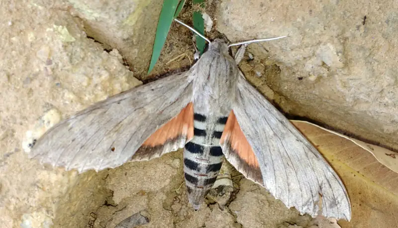 Florida Moths