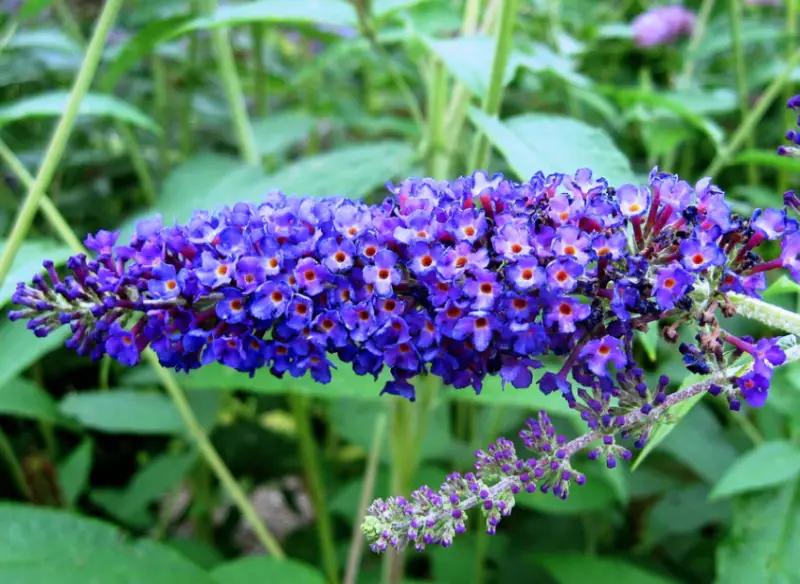 Baby Blue Flowers