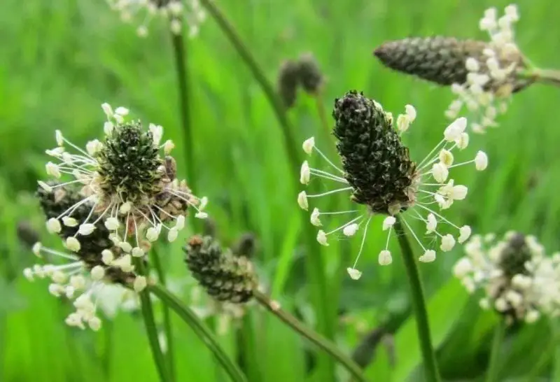 Types of Wildflowers