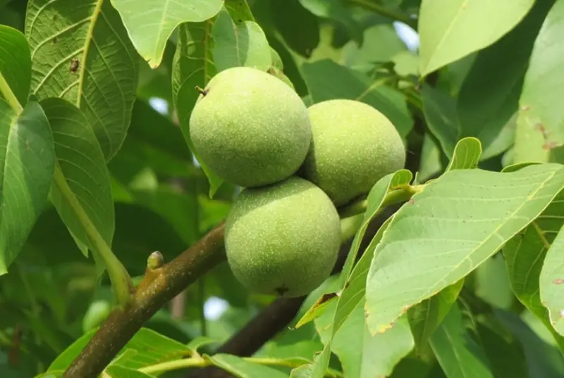 Types of Walnut Trees