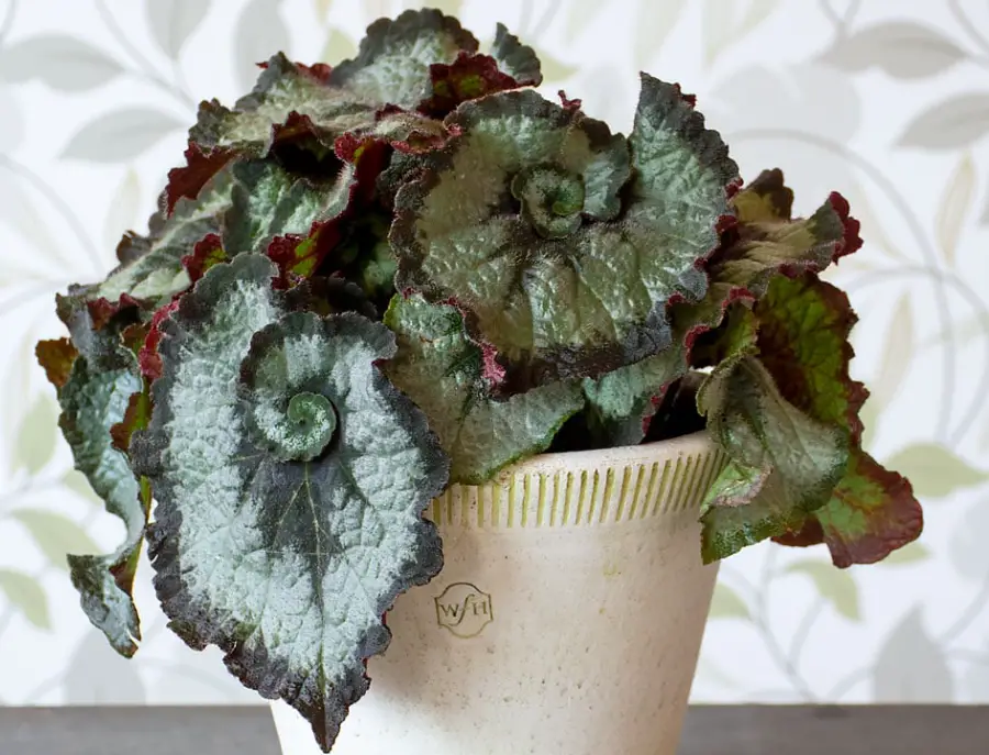 Begonia Varieties