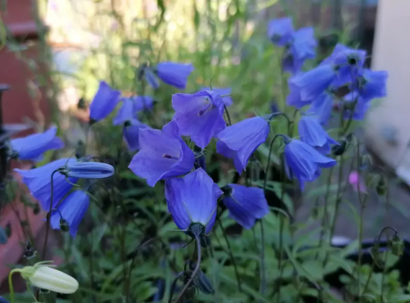 Baby Blue Flowers